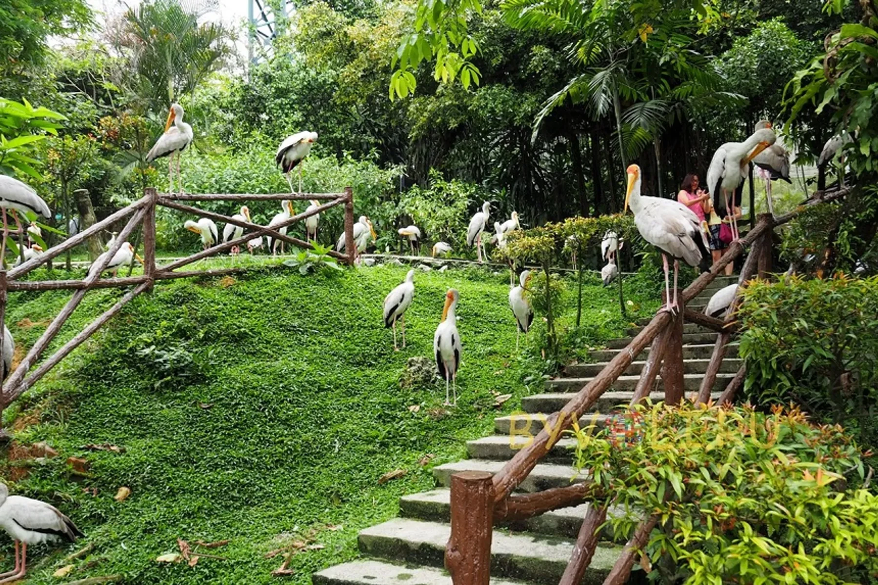 Птицы у дорожек KL Bird Park