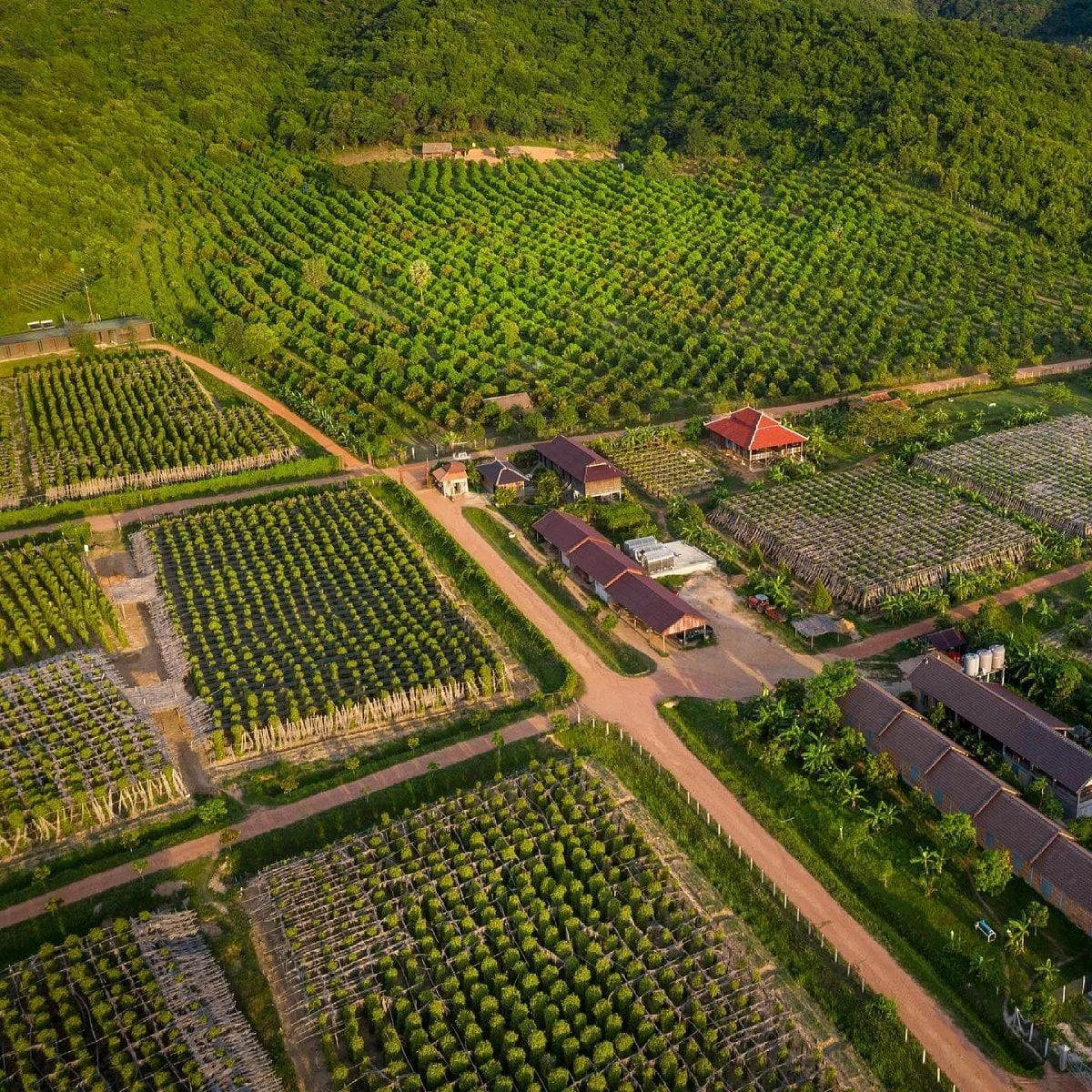 La Plantation под Кампотом: перец, дегустация и прогулка по ферме — фото 1