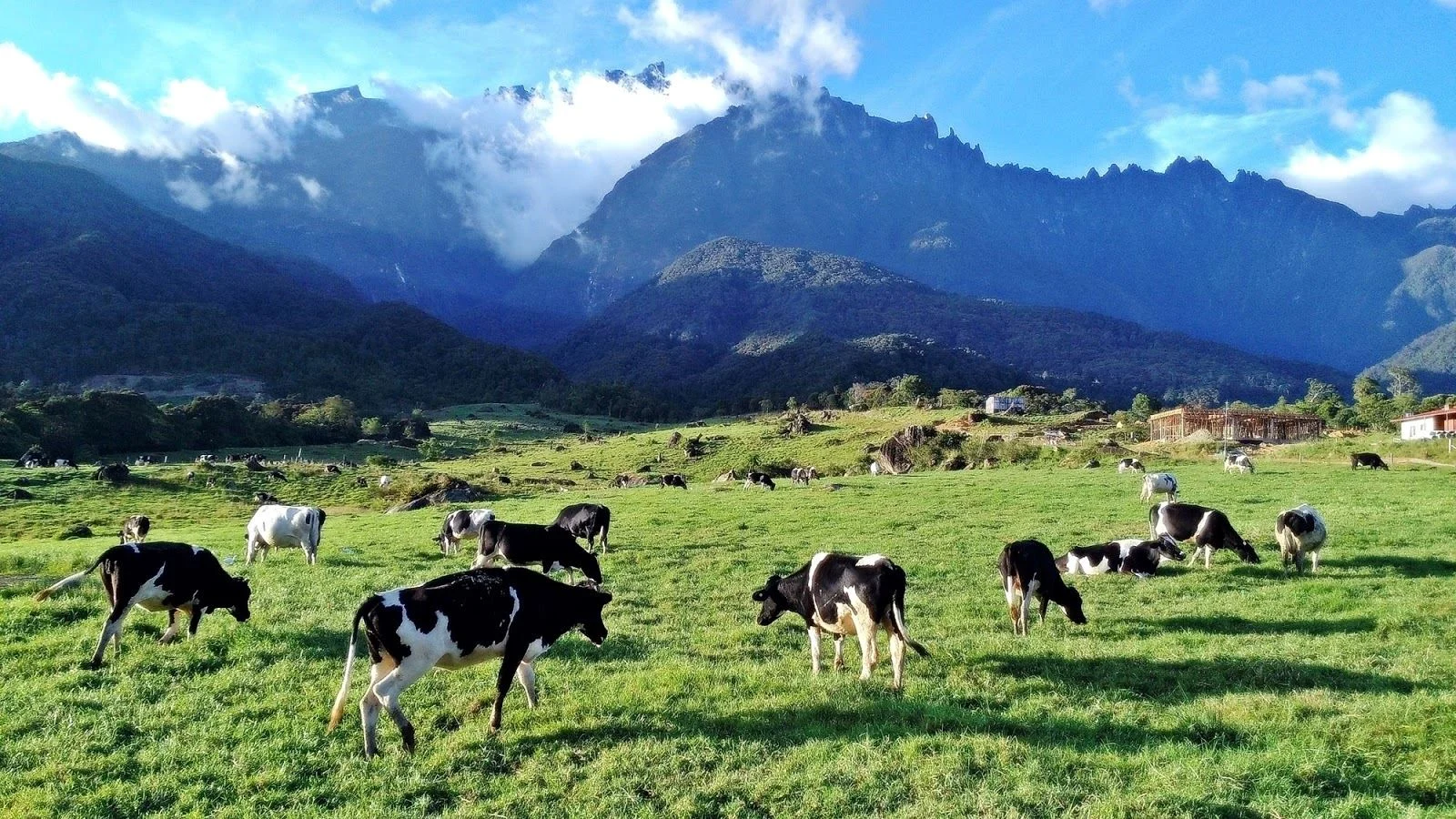 Пастбища Desa Dairy Farm на фоне гор