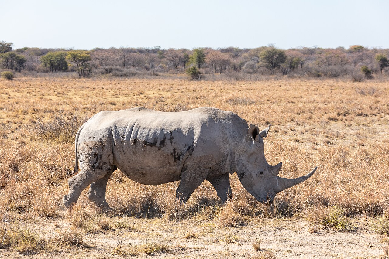 Белый носорог в Khama Rhino Sanctuary