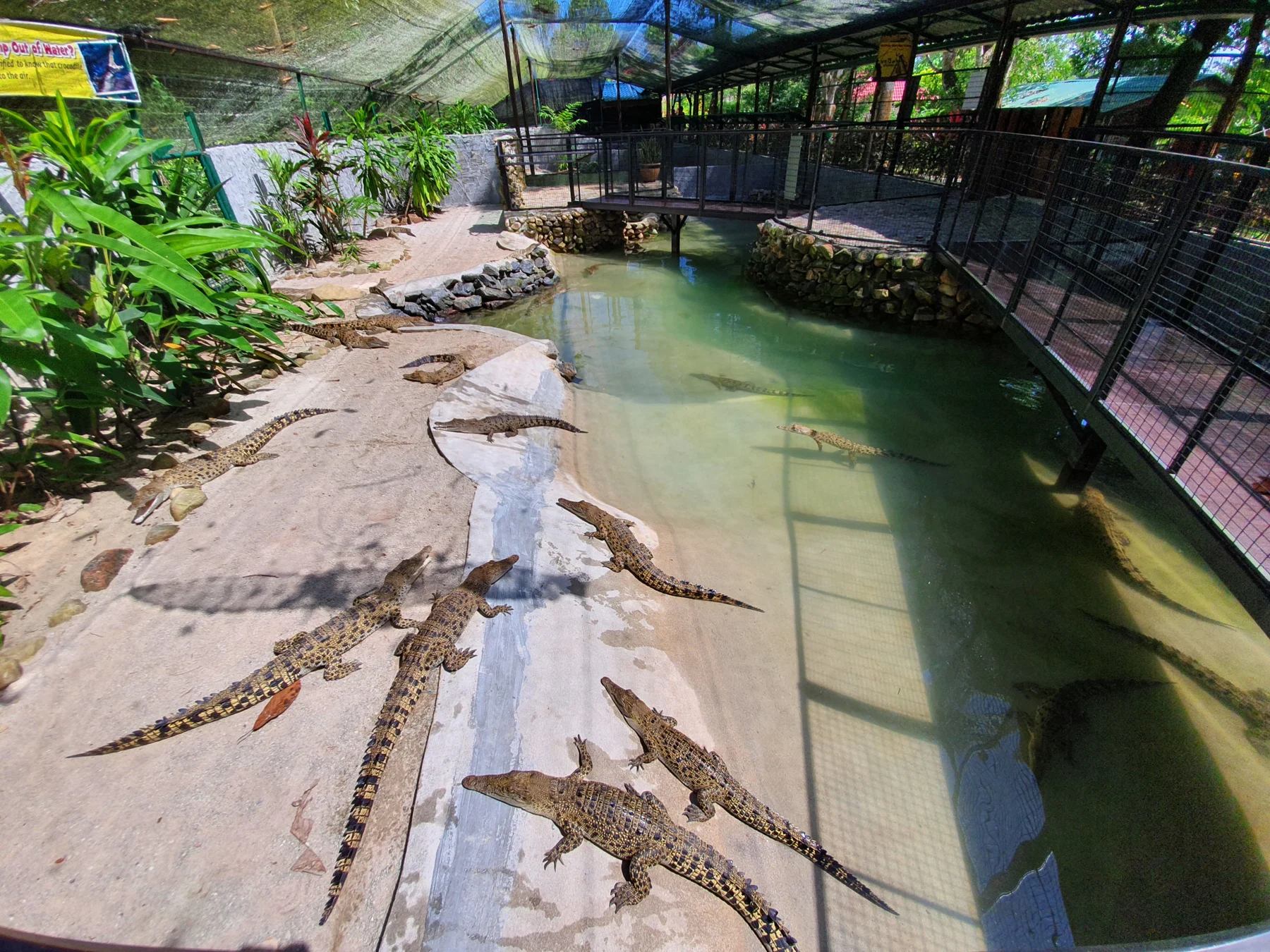 Водоём с крокодилами в Crocodile Adventureland