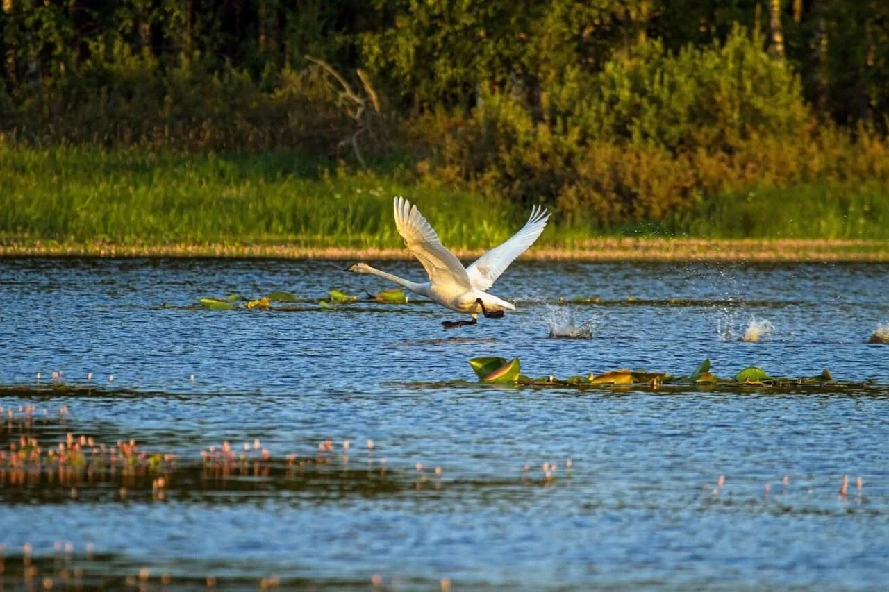Вода и птица в Дарвинском заповеднике
