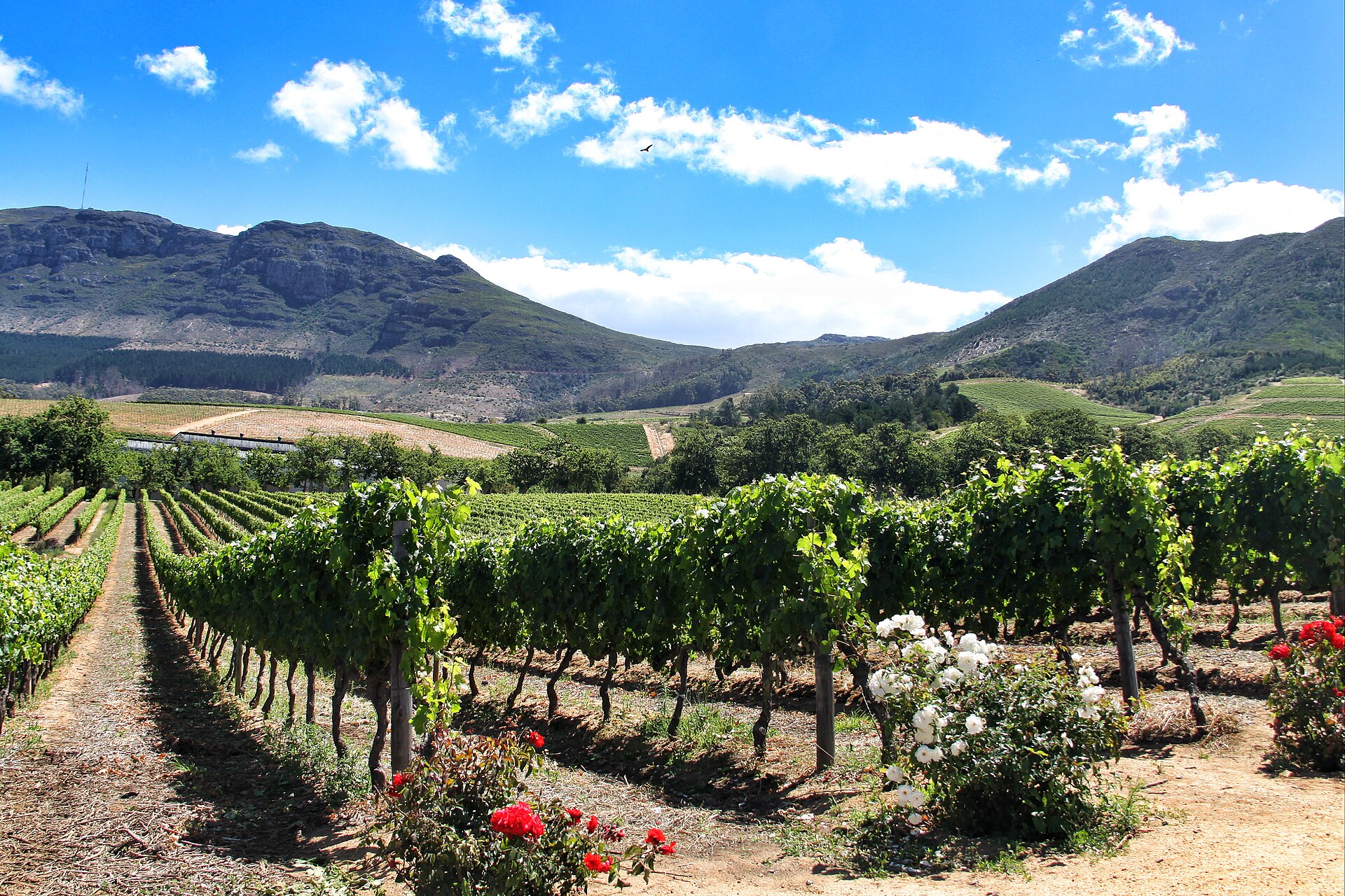 Виноградники Groot Constantia на фоне гор